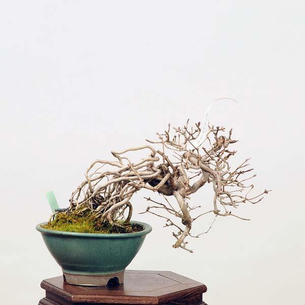 うぐいすかぐら盆栽(鶯神楽 盆栽) ウグイスカグラ-Q（うぐいすかぐら・鶯神楽）実もの盆栽の販売と