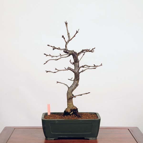 植木 盆栽 河津桜の人気商品 通販 価格比較 価格 Com