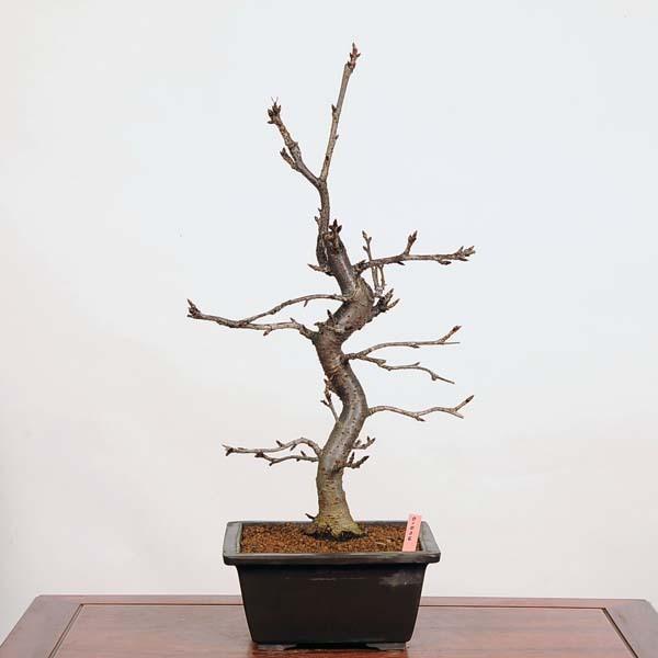 中品盆栽 特選河津桜 現品限り Sakura 21v 遊恵盆栽 Yahoo 店 通販 Yahoo ショッピング