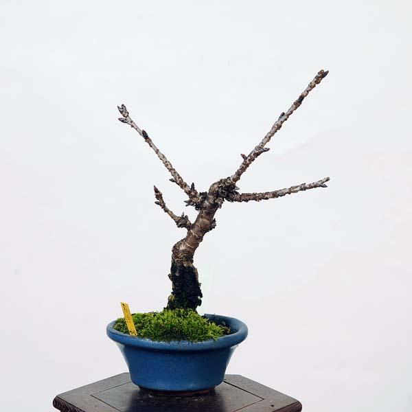 盆栽：鬱金桜 (ウコン桜) *現品 さくら サクラ Ukonsakura bonsai 小品