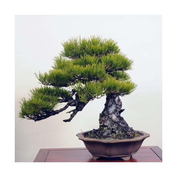 大型ヤマト便配送 大品盆栽 赤松 盆栽 苔玉 現品 v 遊恵盆栽 店