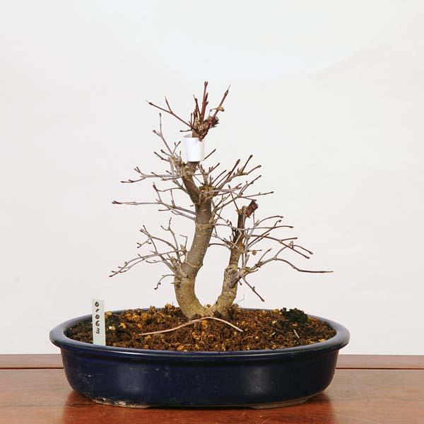 中品盆栽 盆栽 鉢ごと発送 もみじ実生 一鉢 BONSAI 送料無料