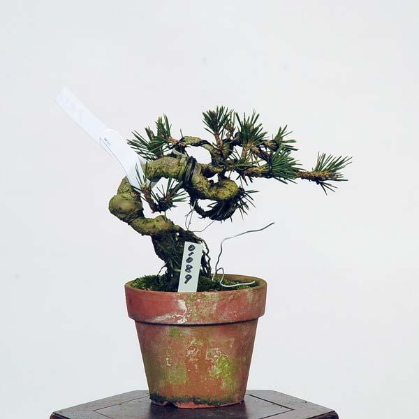 盆栽：黒松(万寿丸)* 現品 くろまつ クロマツ Kuromatsu bonsai 小品