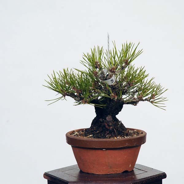 盆栽：三河黒松* 現品 くろまつ クロマツ Kuromatsu bonsai 小品盆栽