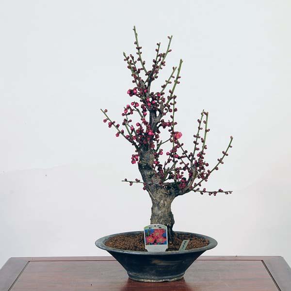 盆栽：紅梅(こうばい)現品*うめ ウメ Prunus mume Koubai bonsai 中品