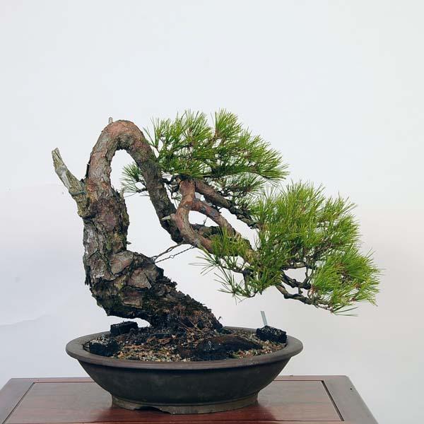 赤松　大品盆栽 盆栽 特選：赤松（アカマツ）*現品あかまつ Akamatsu bonsai 大品盆栽