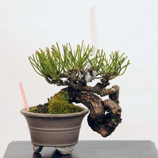 小品盆栽 特選三河黒松 現品 くろまつ クロマツ Kuromatsu 送料無料 001 21v 遊恵盆栽 Yahoo 店 通販 Yahoo ショッピング