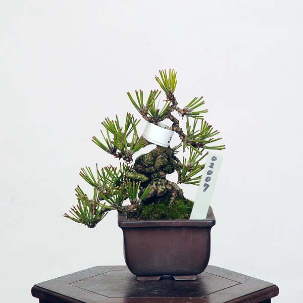 盆栽 特選：三河黒松* 現品 くろまつ クロマツ Kuromatsu bonsai 小品