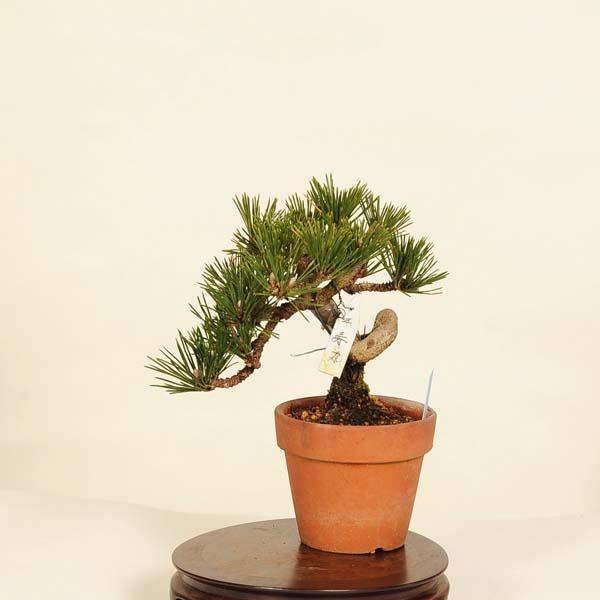 盆栽：黒松(千寿丸)* 現品 くろまつ クロマツ Kuromatsu bonsai 小品