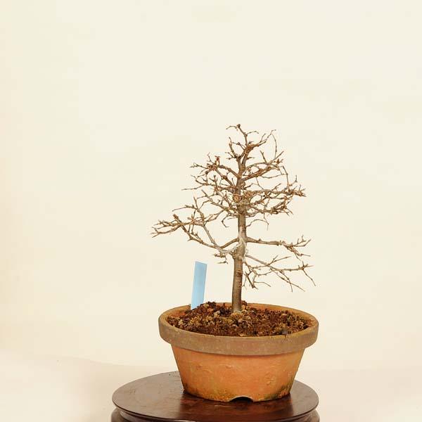 盆栽：欅(けやき) 現品*ケヤキ Zelkova serrata Keyaki bonsai 小品