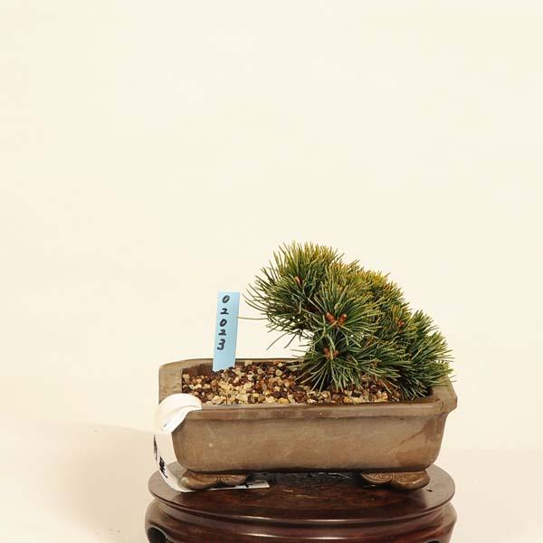 盆栽：五葉松(明星)* 現品 ごようまつ ゴヨウマツ Goyoumatsu bonsai