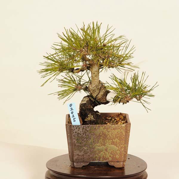 盆栽：赤松（アカマツ）*現品 あかまつ Akamatsu bomsai Pinus