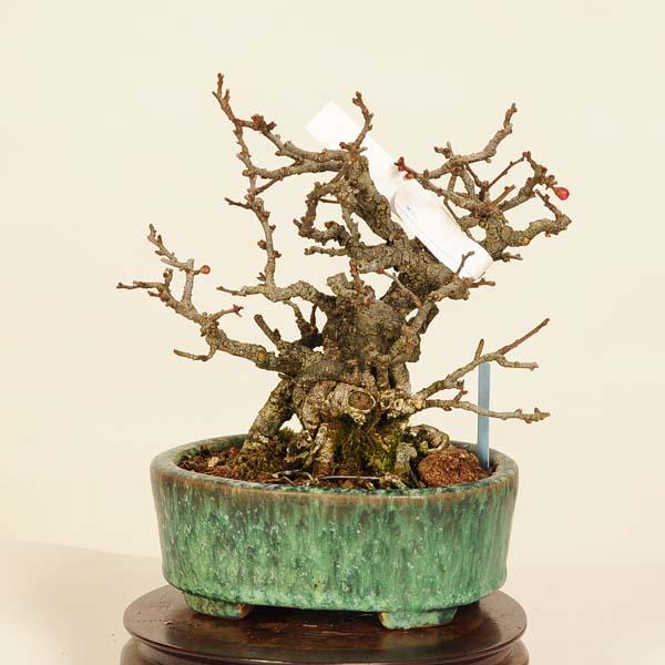 長寿梅 小品盆栽の魅力と育て方ガイド