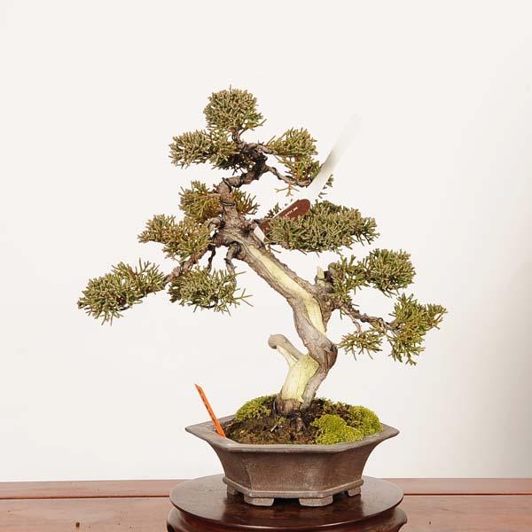 盆栽：特選糸魚川真柏 *現品 一点物 しんぱく シンパク Sabina
