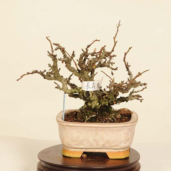 盆栽 特選 長寿梅の魅力と育て方ガイド