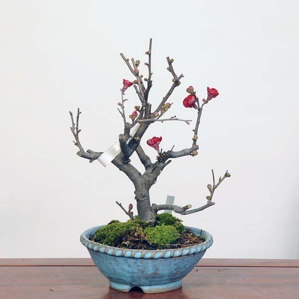 盆栽：木瓜(ぼけ) 鉢 文山 現品* ボケ Bokebonsai Chaenomeles
