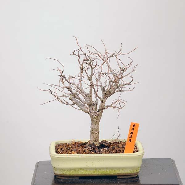 植木 盆栽 欅の人気商品 通販 価格比較 価格 Com