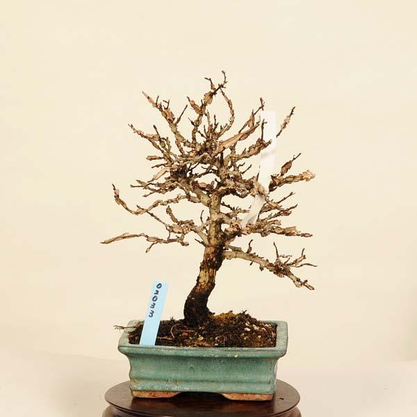 盆栽：友禅欅 現品*ゆうぜんけやき ユウゼンケヤキ keyaki bonsai 小品