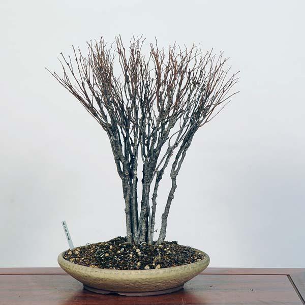盆栽：欅(けやき) 現品*ケヤキ Zelkova serrata Keyaki bonsai 中品 