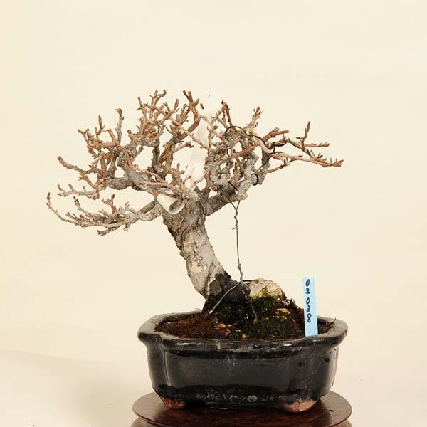 寒ぐみ盆栽の魅力と育て方の完全ガイド