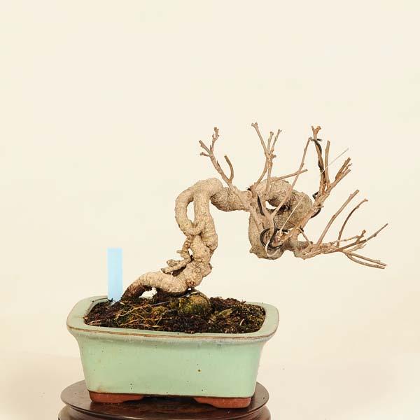 盆栽：つる梅もどき 現品*蔓梅擬 ツルウメ Tsuruumemodoki bonsai ミニ