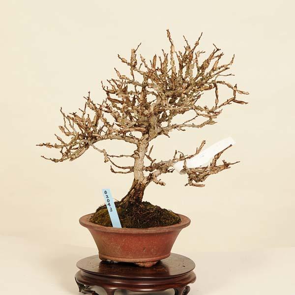 けやき盆 訳あり】直径21.5cm 無塗装のお盆 欅（けやき）【現品限り】 3-0