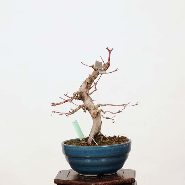 Yshsugawara69小品盆栽山紅葉 小品盆栽：山紅葉 現品*山もみじ モミジ