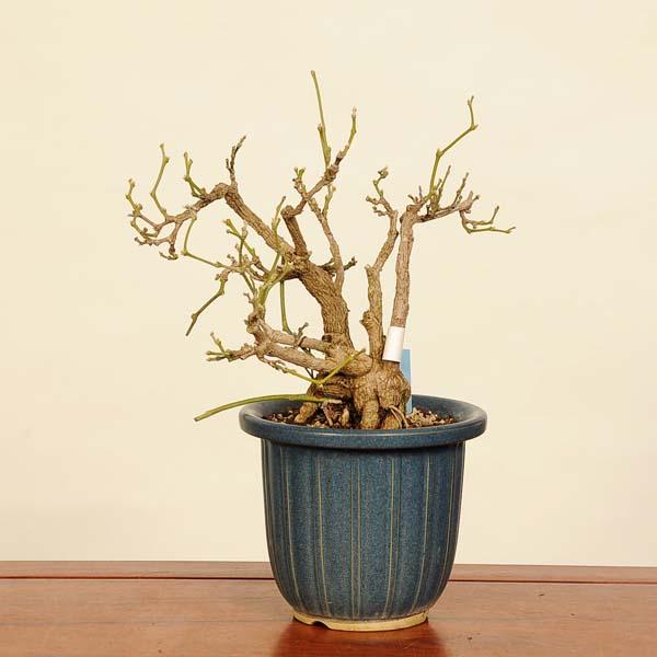 盆栽：馬の鈴草(ウマノスズクサ)現品* Aristolochia debilis bonsai