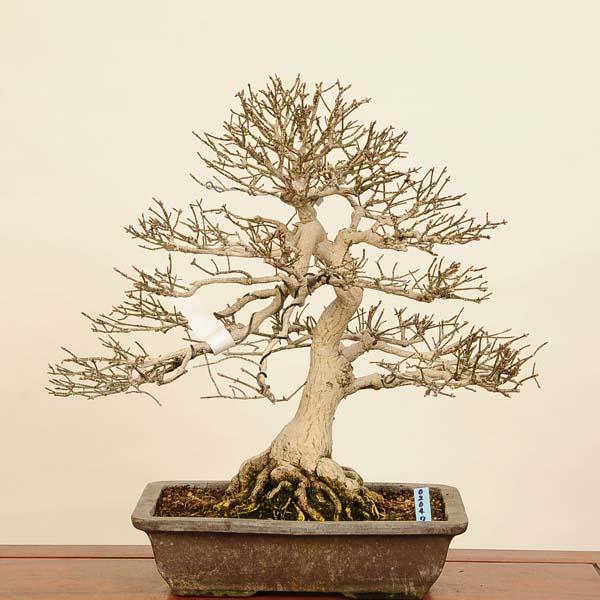 盆栽 特選：錦木（ニシキギ）*現品 にしきぎ Euonymus alatus