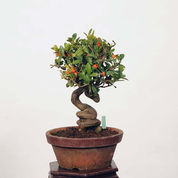 小品盆栽：特選キンズ 現品*金豆・きんず kinzu : 遊恵盆栽