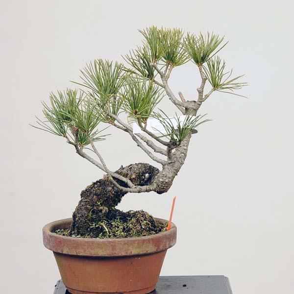 庭木　盆栽　五葉松　ごようまつ　１０号鉢 螺旋丸 五葉松 樹齢10年 中品盆栽 鉢付き