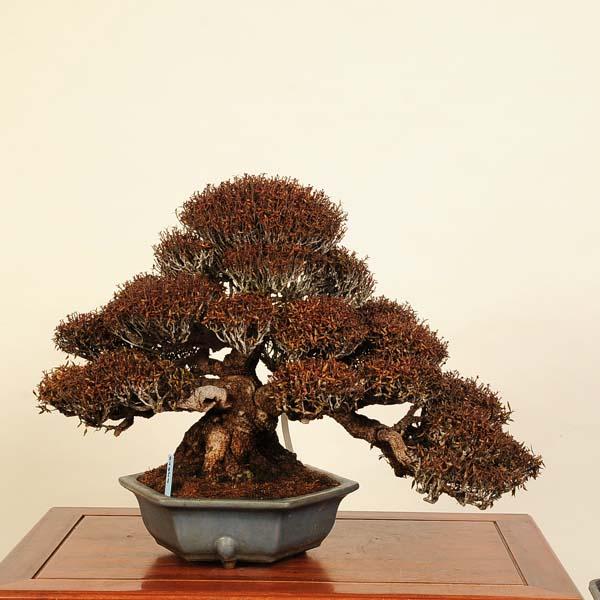 盆栽 特選：縮緬葛（チリメンカズラ） 現品* ちりめんかずら Kazura