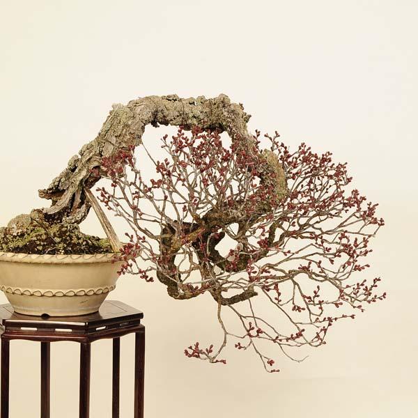 【 一点物 】 和紙 盆栽 梅 白梅 ウメ 軍道紙 造花 BONSAI 日本製 盆栽 特選：緋梅(ひばい)現品*うめ ウメ Prunus mume Hibai bonsai大品