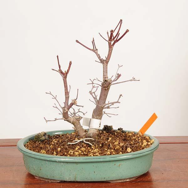 出猩々紅葉盆栽で楽しむ四季の美しさ