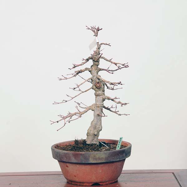 中品盆栽：山紅葉 現品*山もみじ モミジ Momiji : 遊恵盆栽