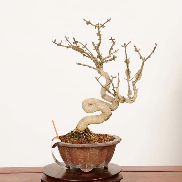 盆栽：錦木（ニシキギ）*現品 一点物 にしきぎ Euonymus alatus