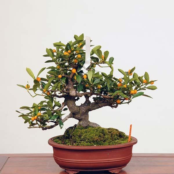 キンズ　金豆　[双幹木]　中品盆栽 中品盆栽：特選キンズ 現品*金豆・きんず kinzu : 遊恵盆栽 Yahoo!店