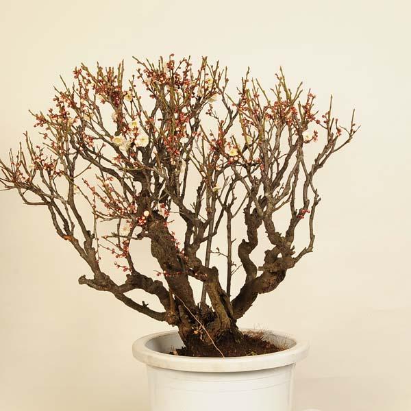 大品白梅盆栽の魅力と育て方完全ガイド