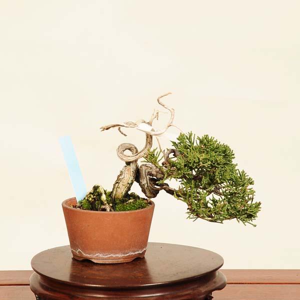 特選糸魚川真柏ミニ盆栽の魅力と育て方