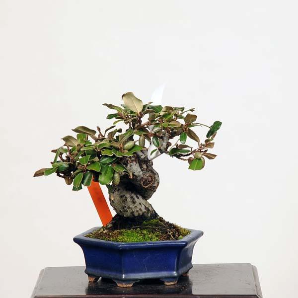 小品盆栽：寒ぐみ 現品*カングミ Kangumi bonsai : 遊恵盆栽 Yahoo!店