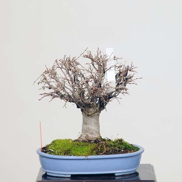 小品盆栽：特選欅(けやき) 現品*ケヤキ Keyaki bonsai : 遊恵