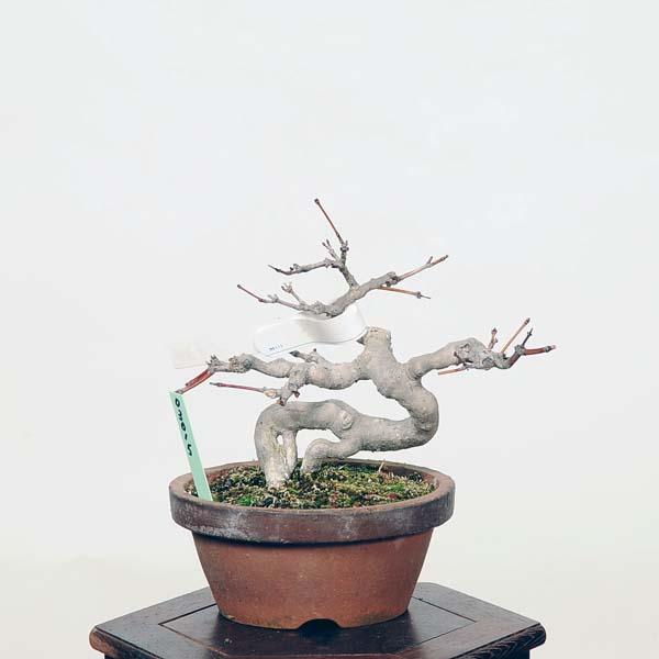 小品盆栽：山紅葉 現品*山もみじ モミジ Momiji : 遊恵盆栽