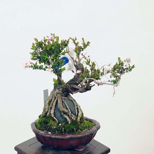 ユキヤナギ　小品盆栽 盆栽 特選：雪柳石付(ゆきやなぎ)現品*ユキヤナギ Yukiyanagi bonsai