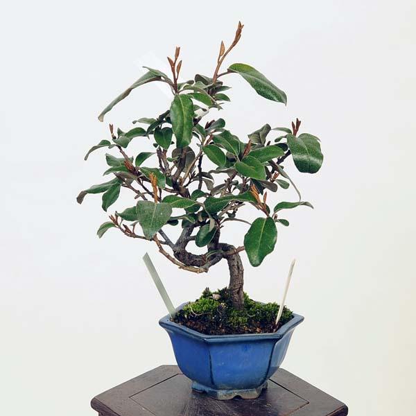 盆栽：寒ぐみ 現品*カングミ Kangumi bonsai Elaeagnus 小品盆栽