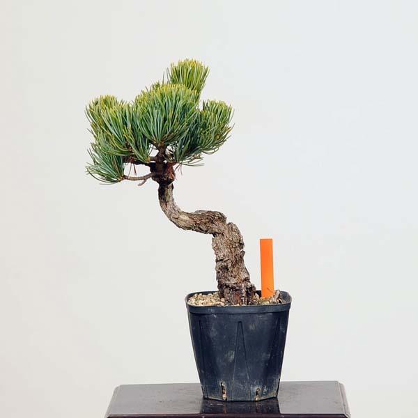 小品盆栽：錦五葉松*現品 にしきごようまつ マツ imatsu bonsi : 遊恵