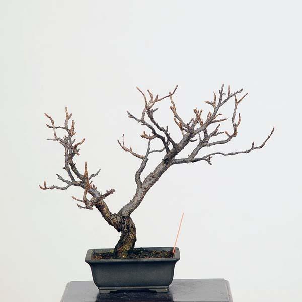 小品盆栽：実生桃 現品*もも・モモ momo bonsai : 遊恵盆栽 Yahoo!店