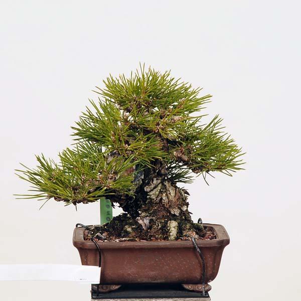 小品盆栽：特選三河黒松*現品 くろまつ クロマツ Kuromatsu : 遊恵盆栽