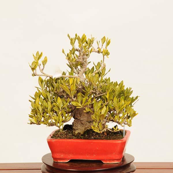 盆栽 特選：実成梔子(くちなし) 現品*クチナシ Rubiaceae Gardenia