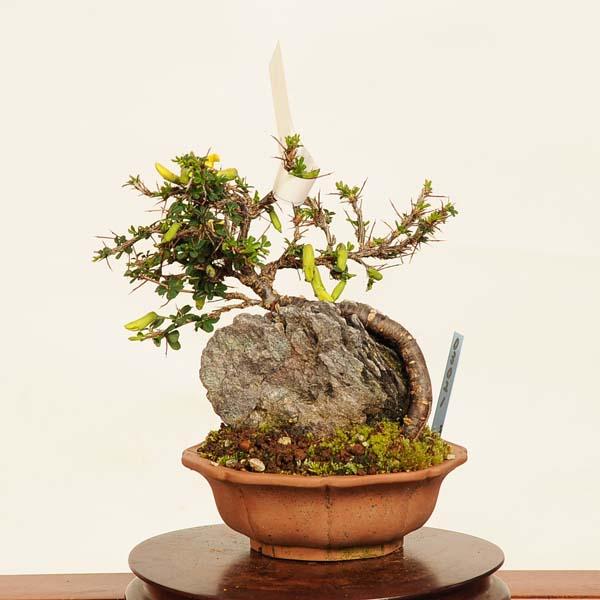 ムレスズメ 盆栽A 盆栽 群雀 -ムレスズメ-/盆栽、多肉植物、塊根植物、観葉植物通販