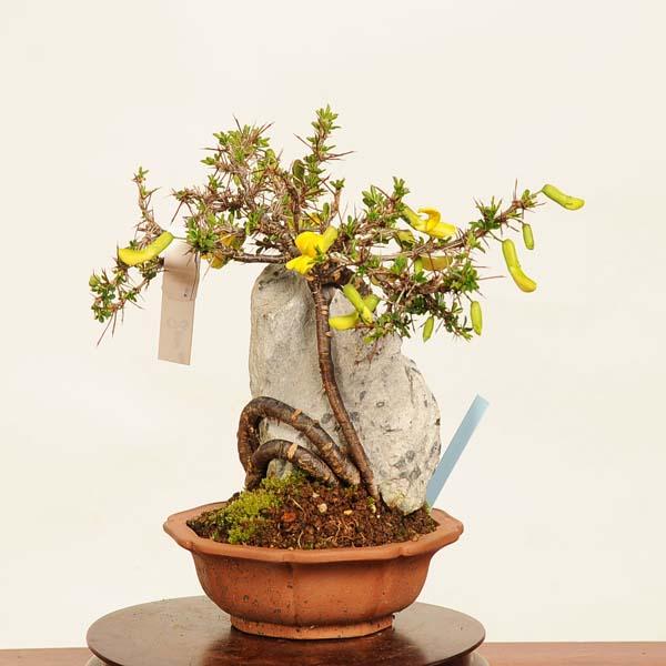 群雀　小品盆栽 盆栽：金雀花(むれすずめ)石付 現品*ムレスズメ Muresuzume bonsai